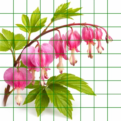 green grid over flower photo.