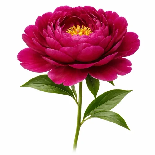 Sketch to poto tool demo showing how to create sketch from a rose photograph and turn it negative in Invert Images tool from FreeToolio.